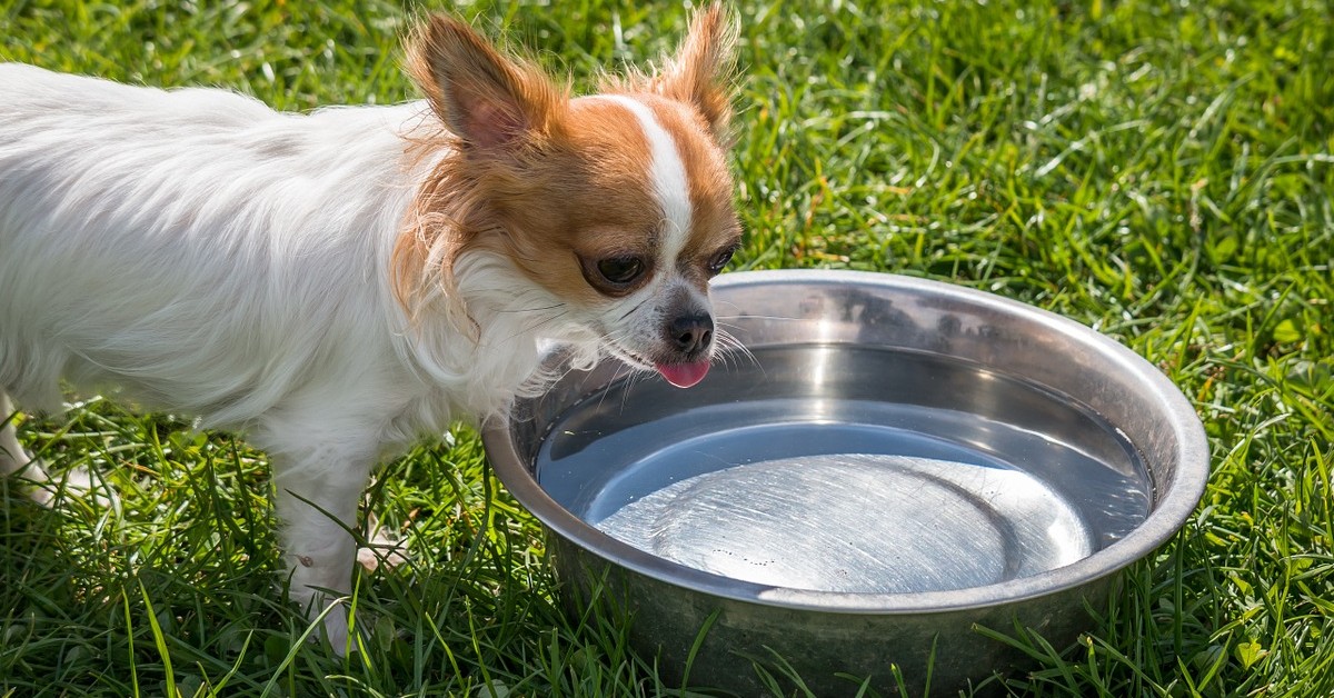 Come pulire la ciotola del cane 