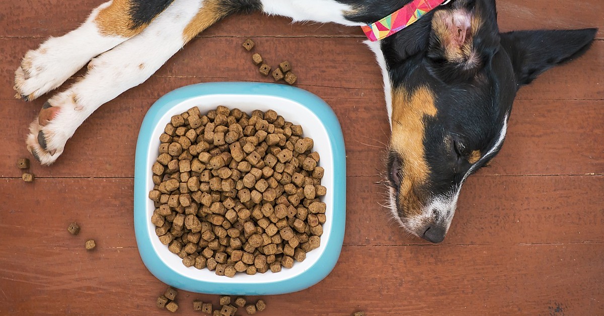 Come pulire la ciotola del cane