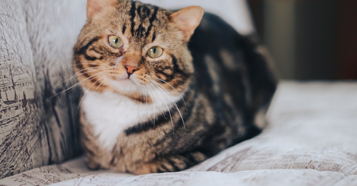 Come pulire la pipì del gatto dal divano