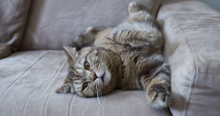 Come pulire la pipì del gatto dal divano