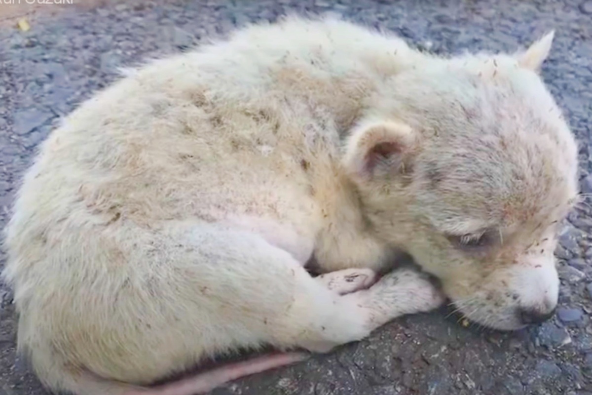 Quando lo hanno trovato, il cucciolo era ricoperto di pulci