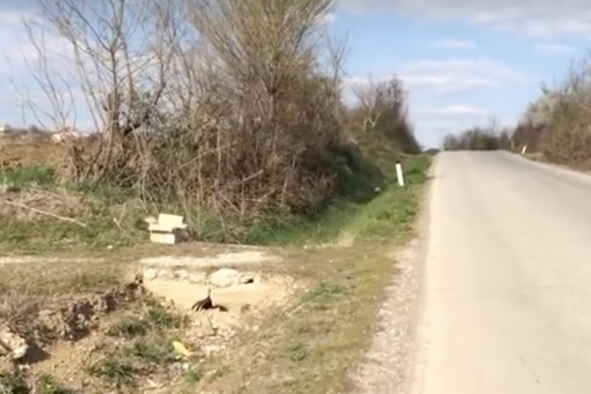 “Ho notato una strana scatola di cartone sul ciglio della strada e mi sono fermato. E menomale che l’ho fatto”: Il racconto di un volontario