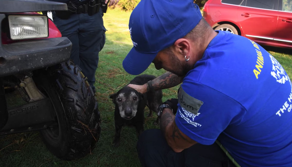 Elsie, la cagnolina salvata dalla sporcizia