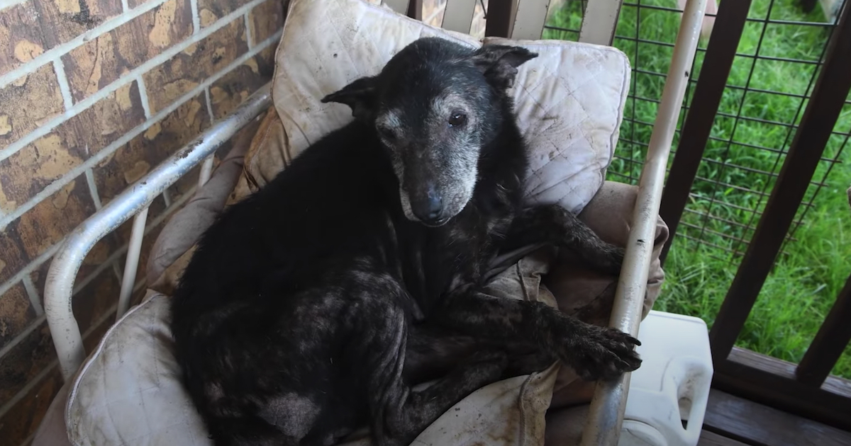 Elsie, la cagnolina salvata dalla sporcizia