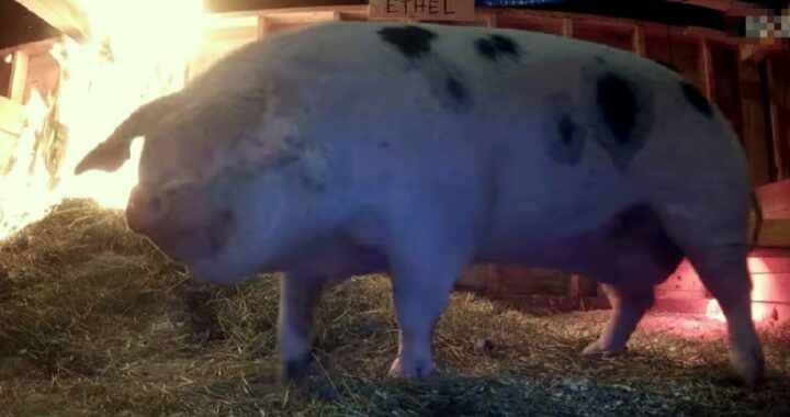 Mentre spia la maialina, una donna si rende conto che qualcosa non va e decide di chiamare la polizia