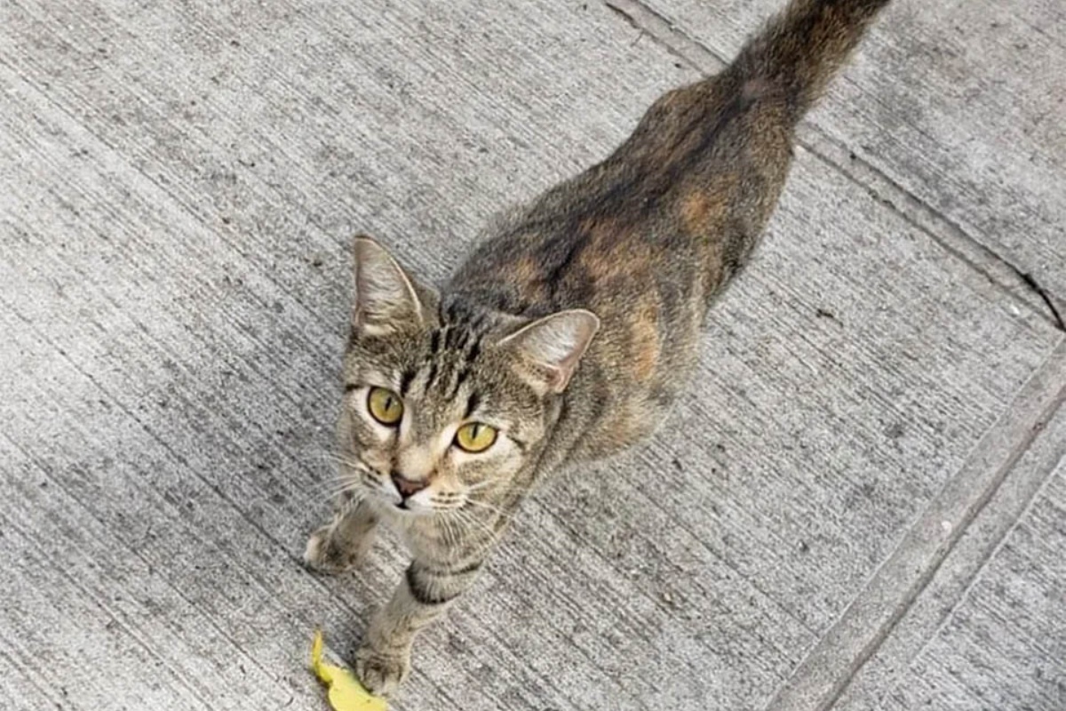 “Ne ho salvati migliaia di animali, ma quando ho visto lei, con quell’enorme pancione, a stento ho trattenuto le lacrime”: il racconto di una volontaria