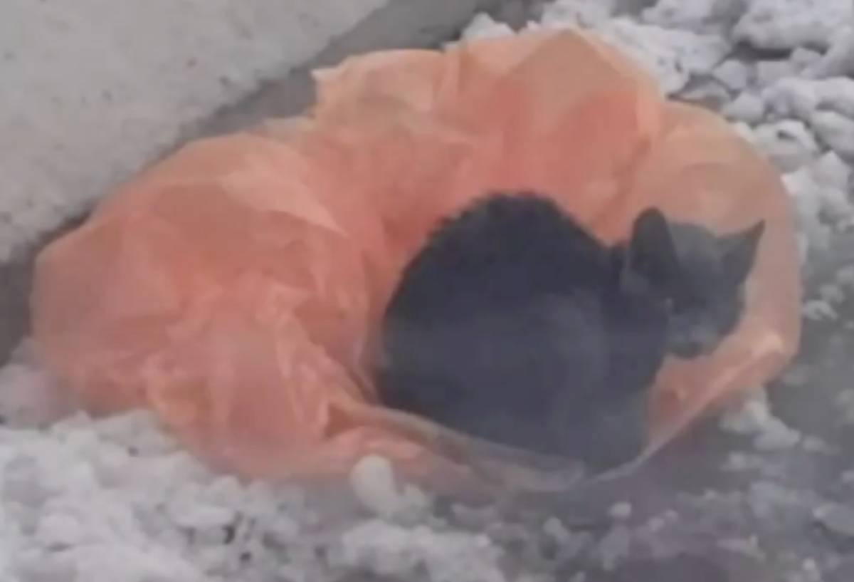 Gattino abbandonato trova rifugio sopra un sacchetto di plastica in autostrada, sopra la neve: il video