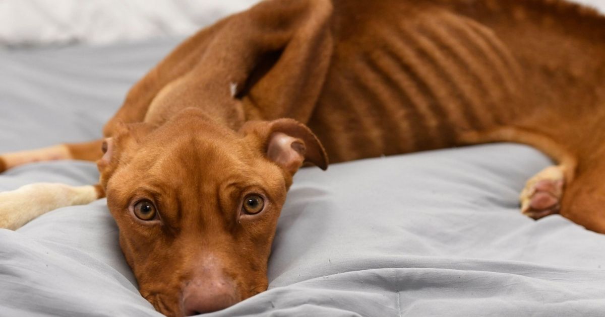 Il cane emaciato spezza i cuori dei suoi soccorritori: la storia raccontata dai suoi occhi