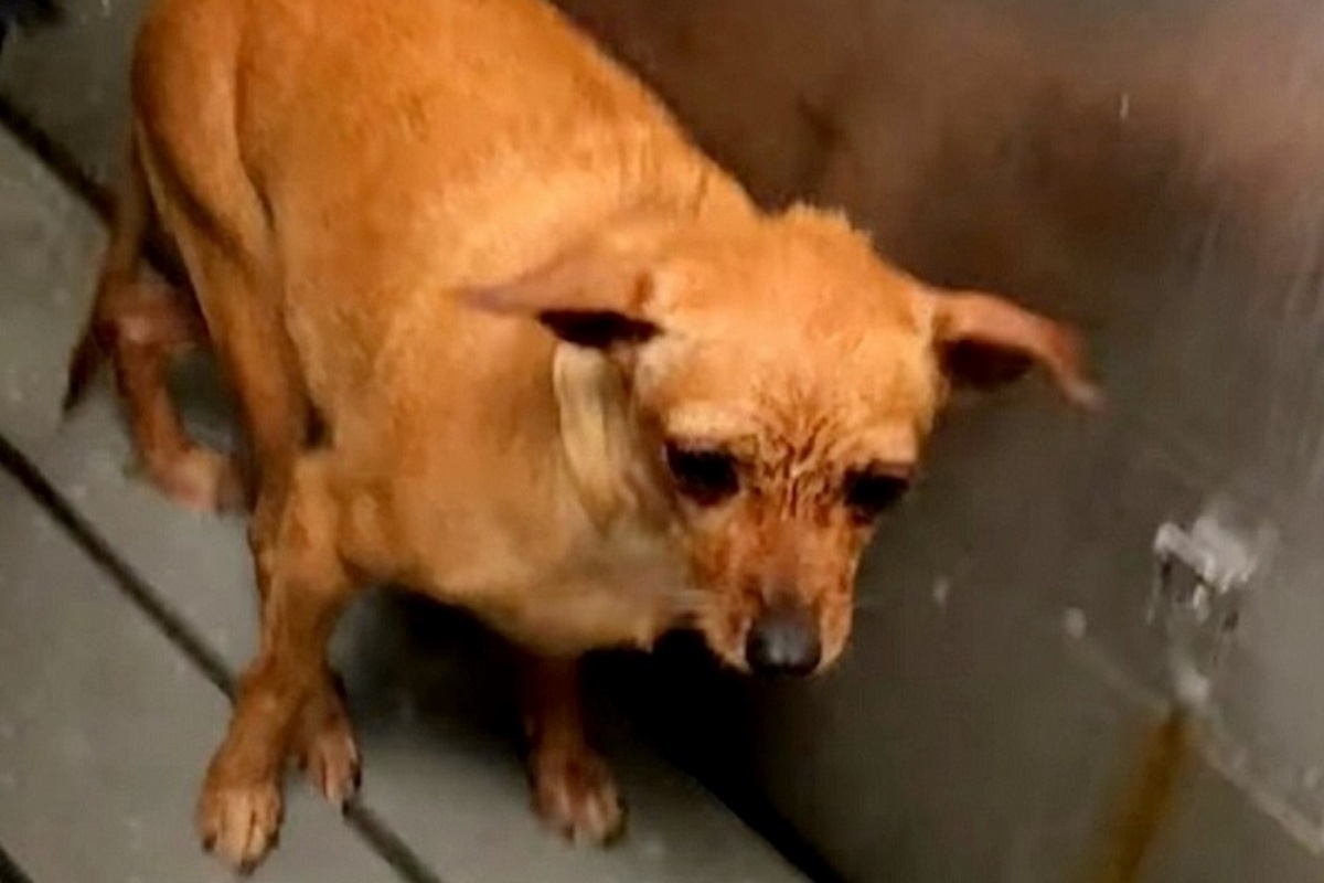 Rabbrividiva ogni volta che qualcuno la toccava: oggi è una cagnolina completamente diversa