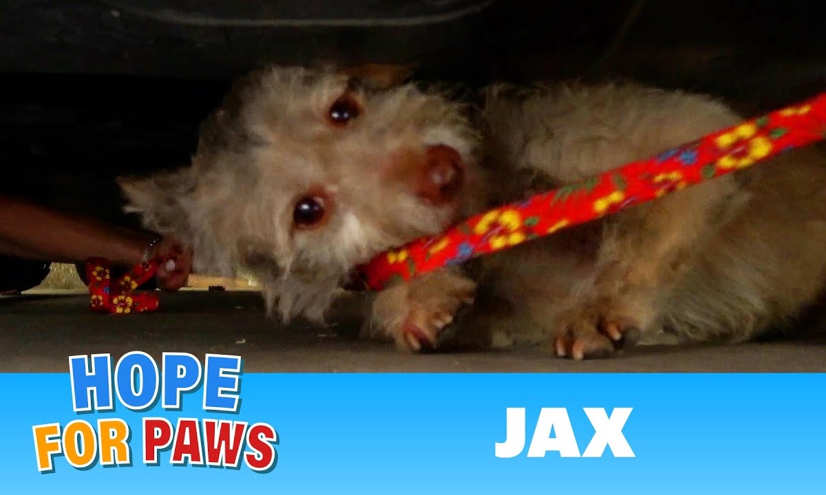 La storia del cagnolino Jax