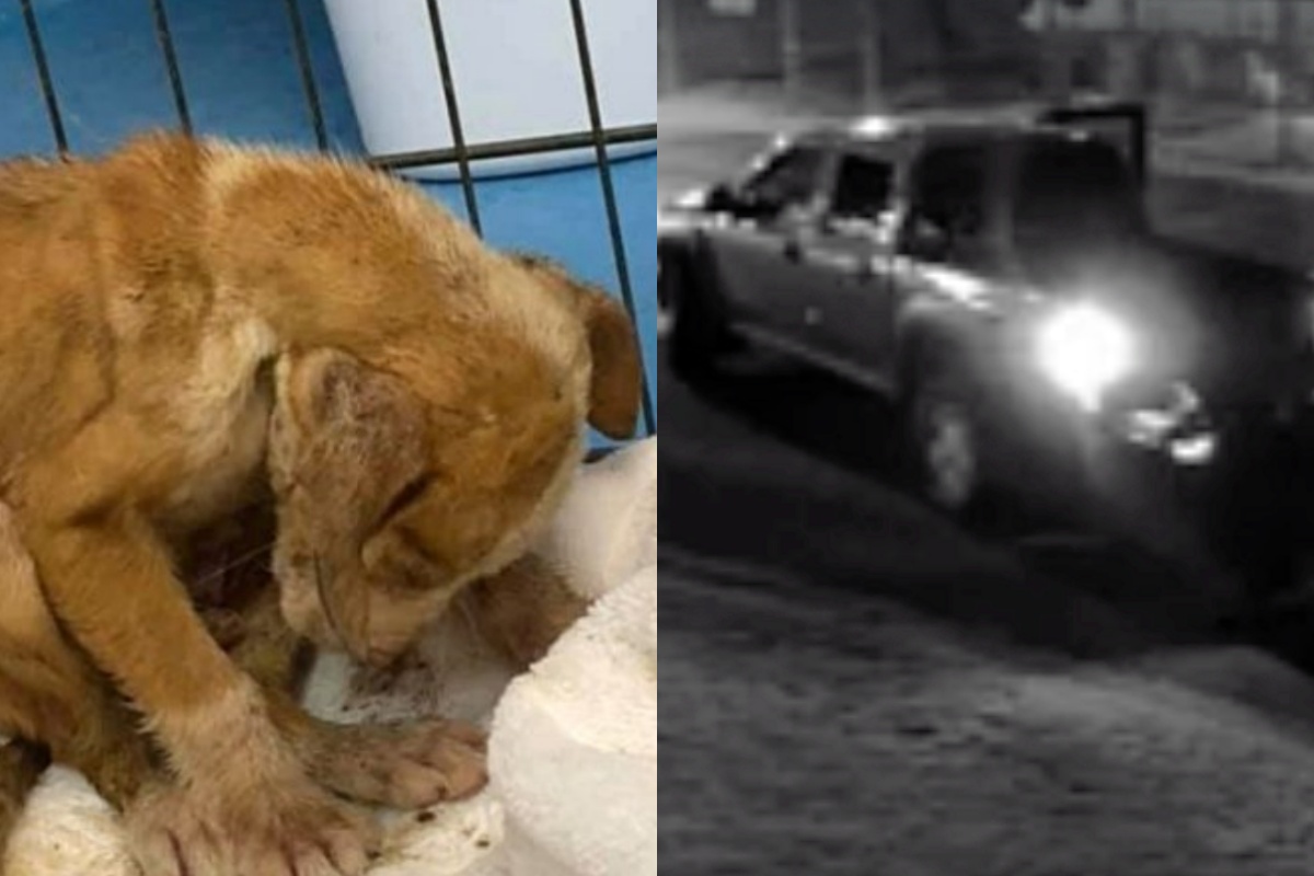 Abbandonato insieme ai suoi 6 fratellini, questo cucciolo sta lottando disperatamente per avere la sua rivincita
