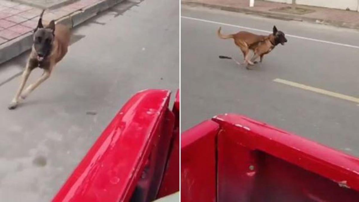 (VIDEO) Un cane si rifiuta di separarsi dal pompiere che per anni si è preso cura di lui