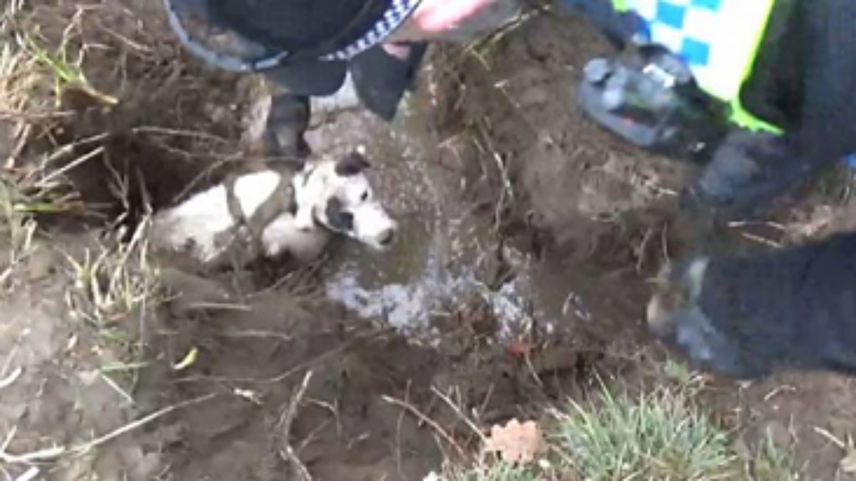 “Stavo facendo una passeggiata nel parco, quando improvvisamente non ho visto più il mio cucciolo, lo sentivo solo abbaiare…”