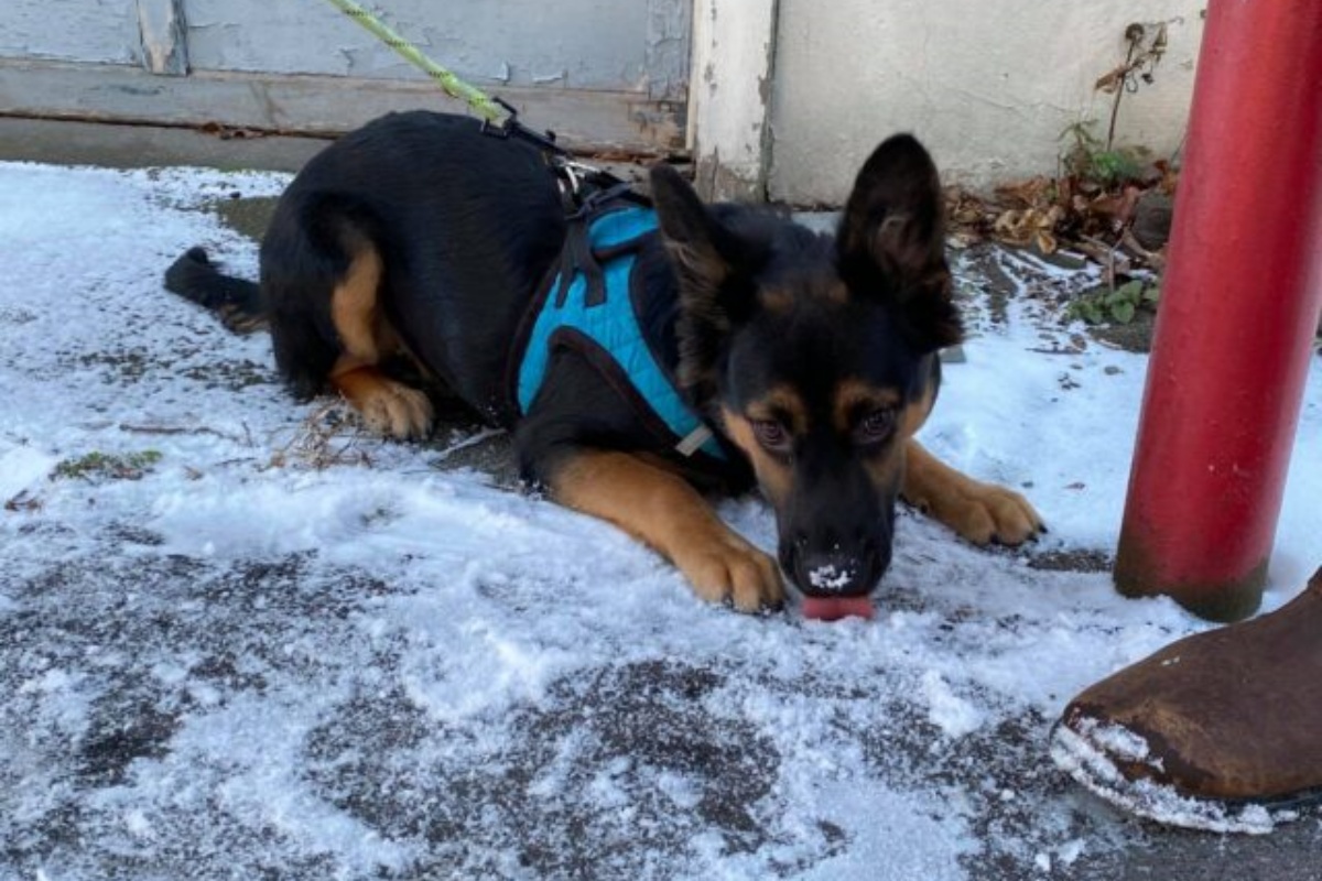 La storia della cagnolina Maybelle