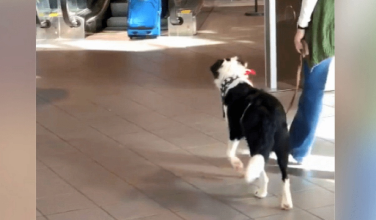 È dovuta partire pochi mesi dopo la sua adozione: “Ero certa che mi avesse dimenticata”. Cosa è successo in aeroporto