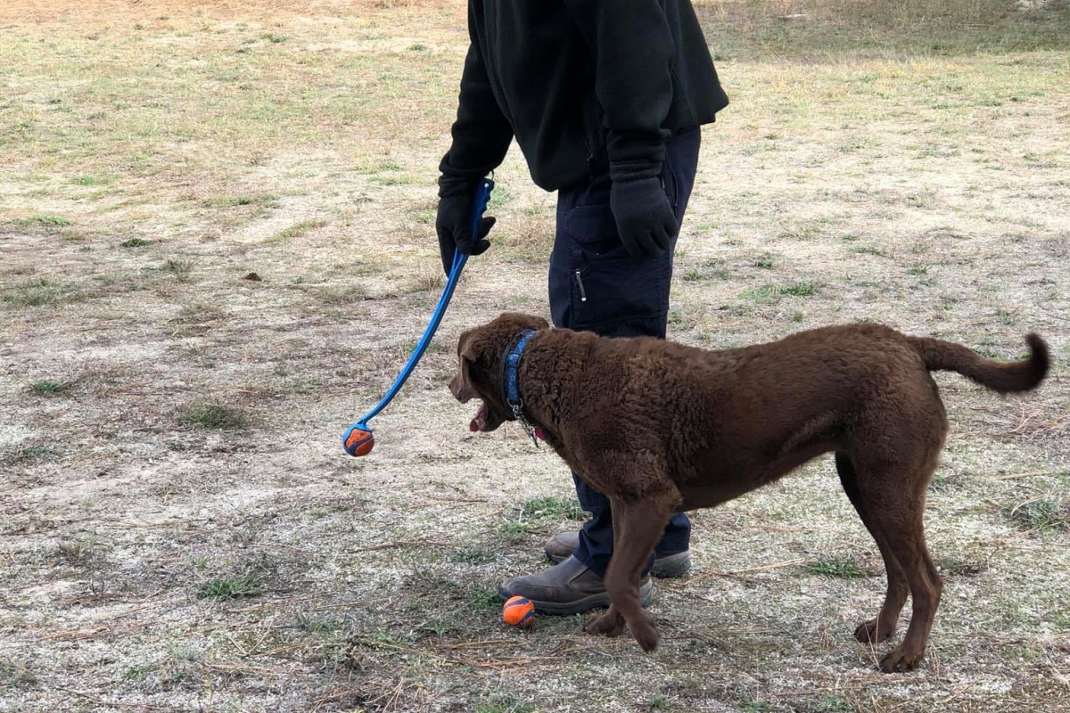 La storia del cagnolone Mo