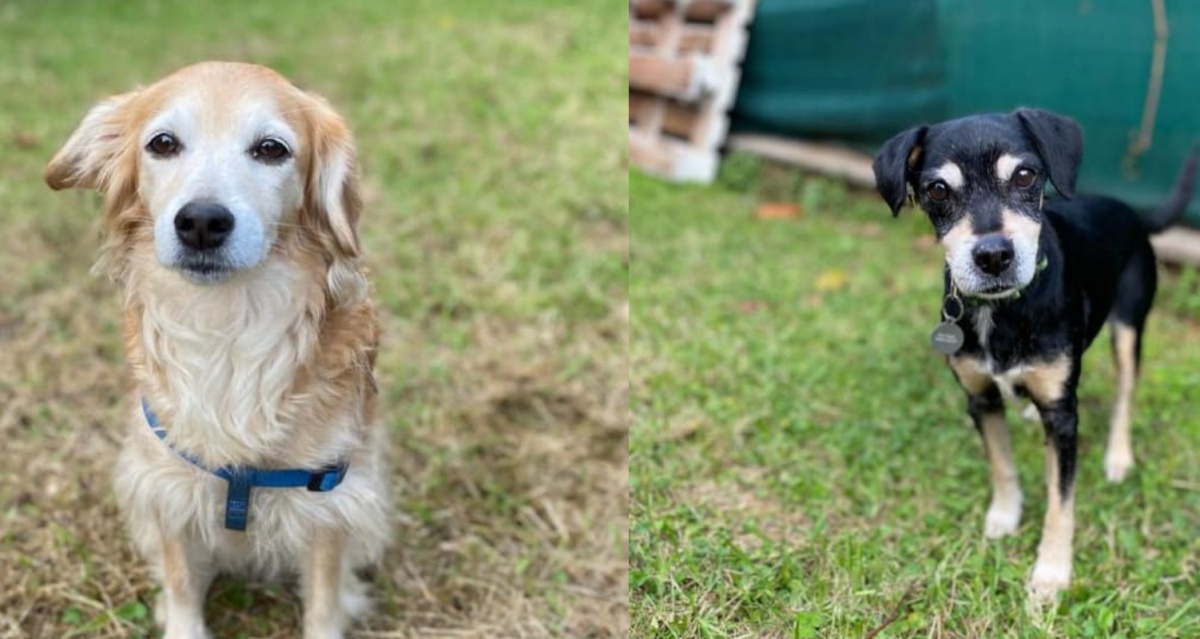 Appello adozione Nina e Rocky