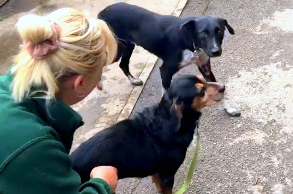 Percy: la cagnolina rinata grazie a Maggie