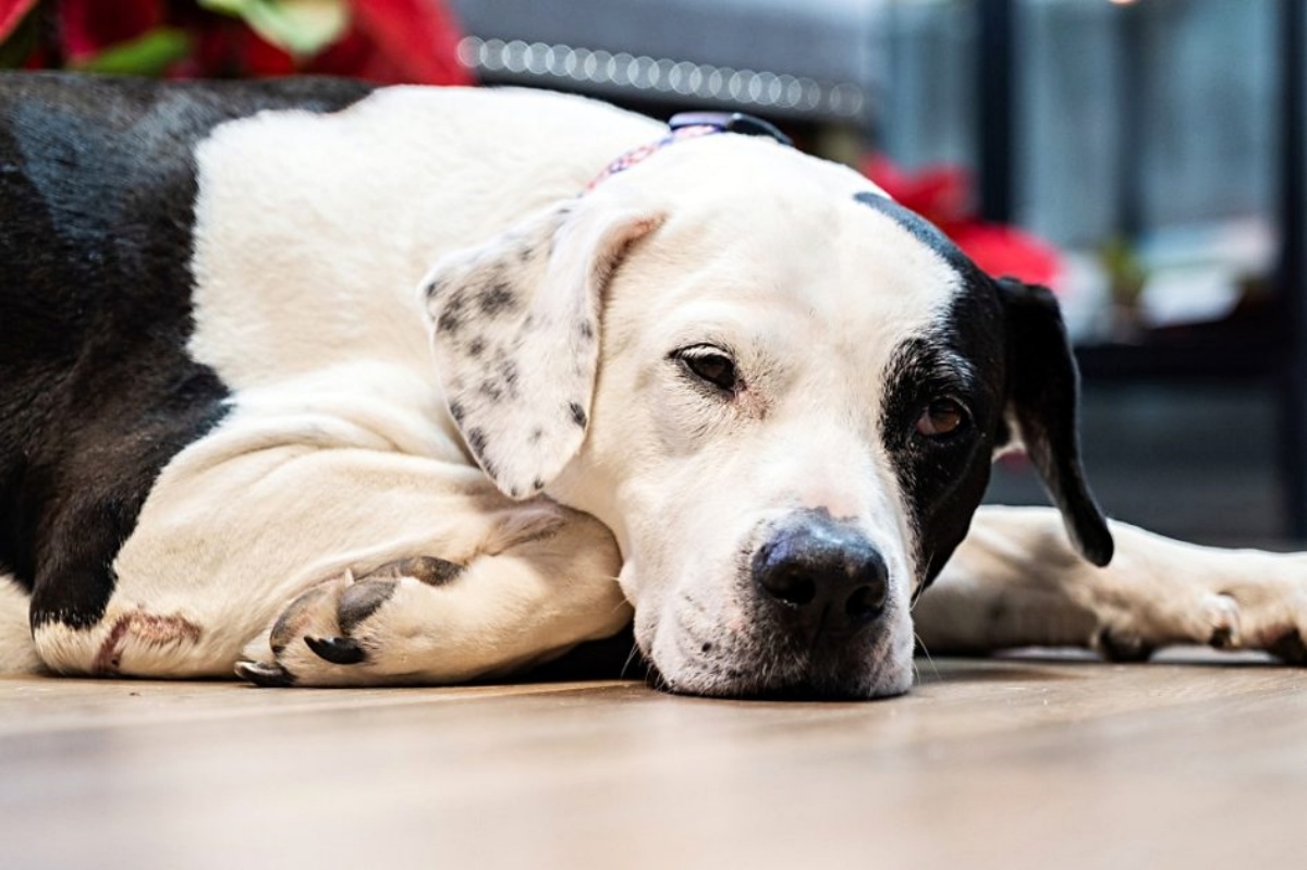 Il cagnolino Petey permette alla polizia di ritrovare Fred