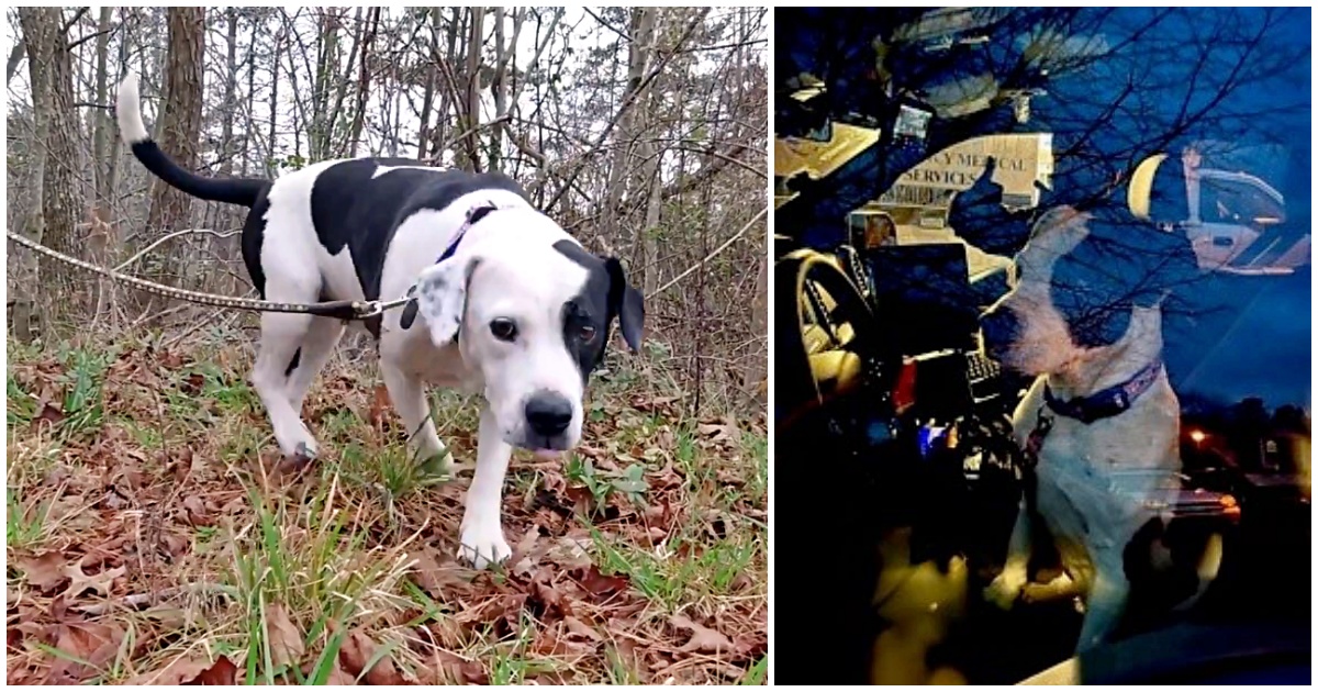 “Era davvero strano che un cane così ben tenuto si trovasse in quel bosco da solo, così ho deciso di seguirlo”