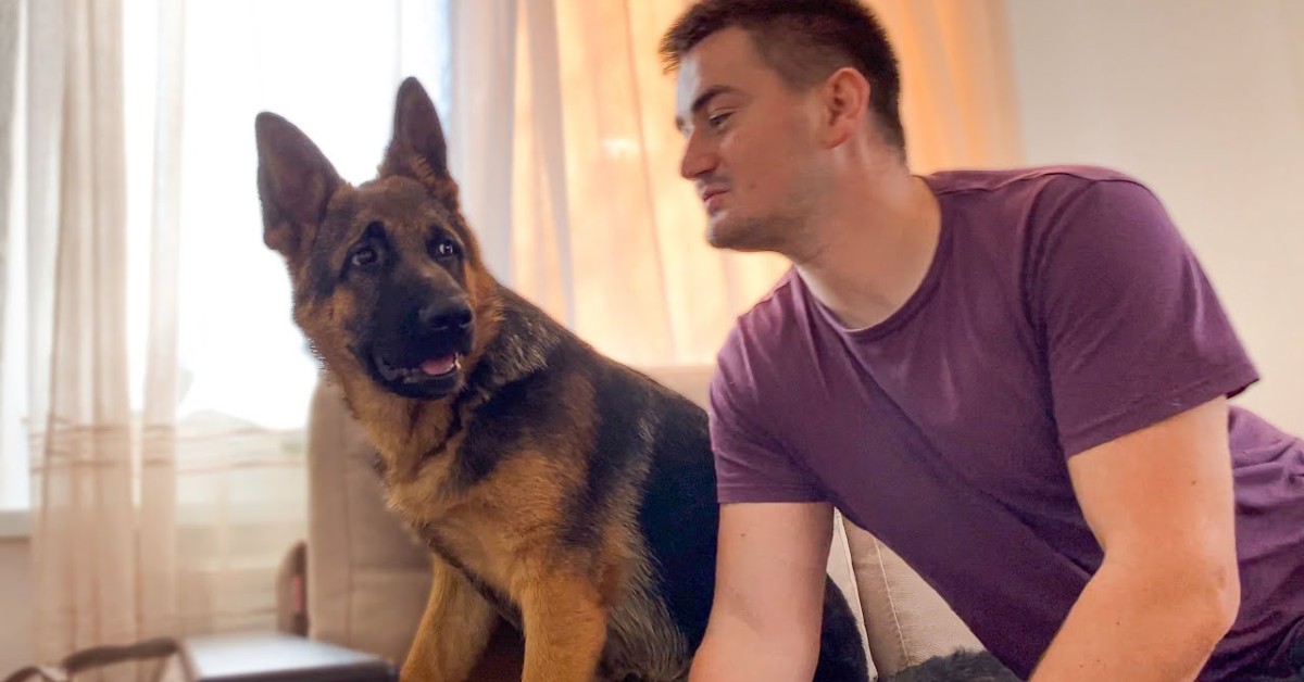 Rocky cucciolo di Pastore tedesco odia i baci e le eccessive effusioni (VIDEO)