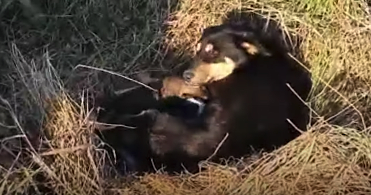 Il salvataggio di Tara e dei suoi cuccioli