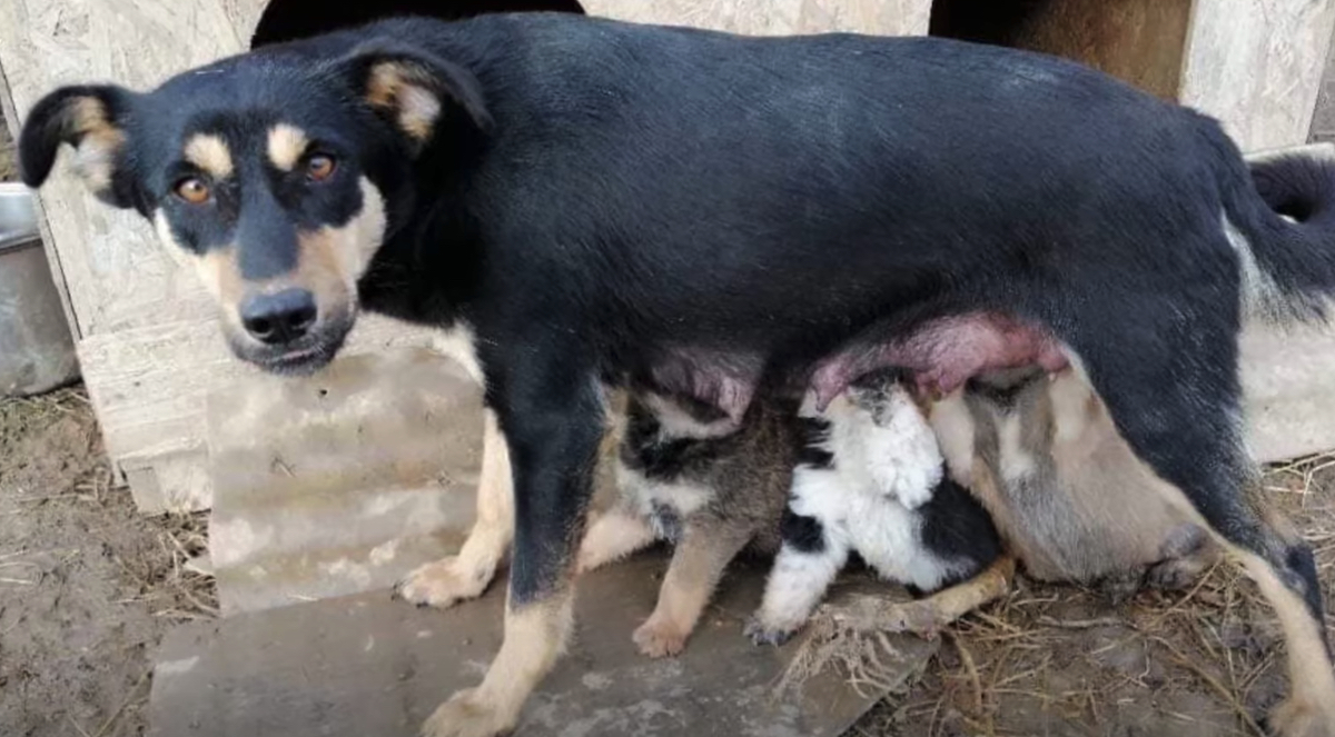 Il salvataggio di Tara e dei suoi cuccioli