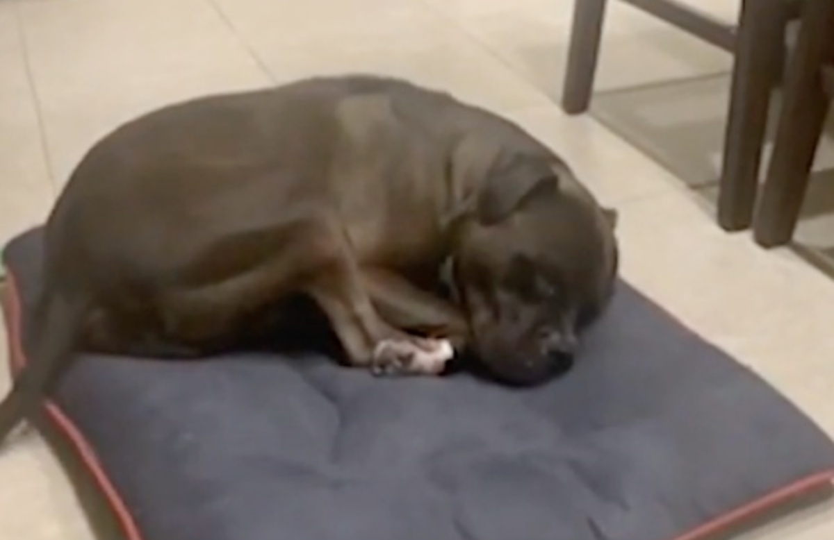 Il divertente video di Thor