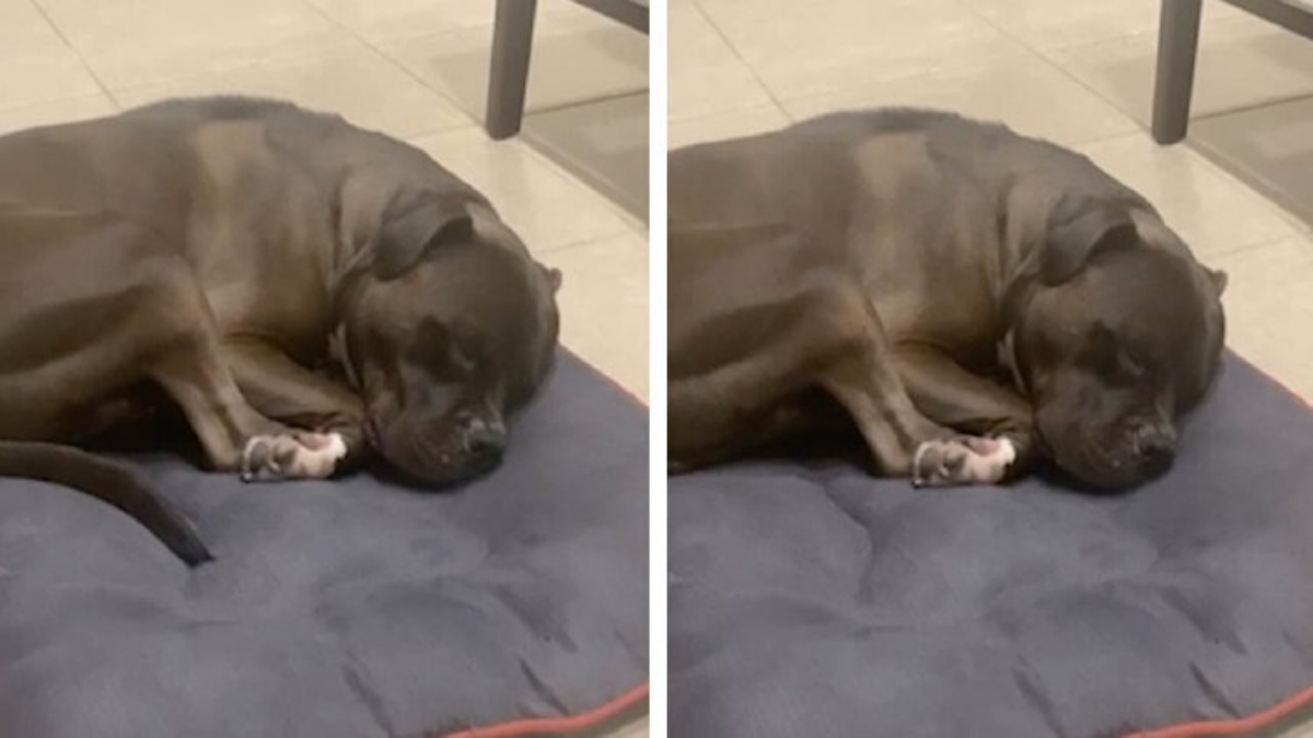 “Il mio cane è fuori dall’ordinario. Dovete vedere cosa accade alle sue guance mentre dorme”, il divertente video di Thor