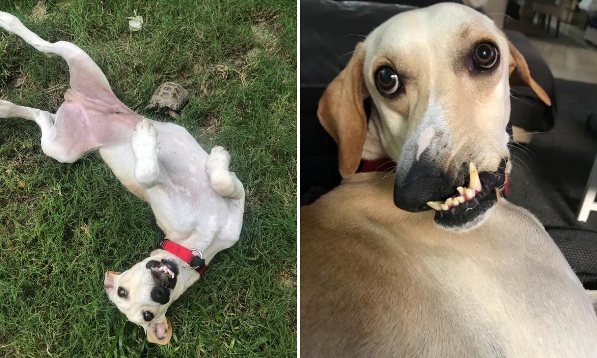 Alan, il cane nato con il muso deforme che è diventato una star sui social: tutte le foto