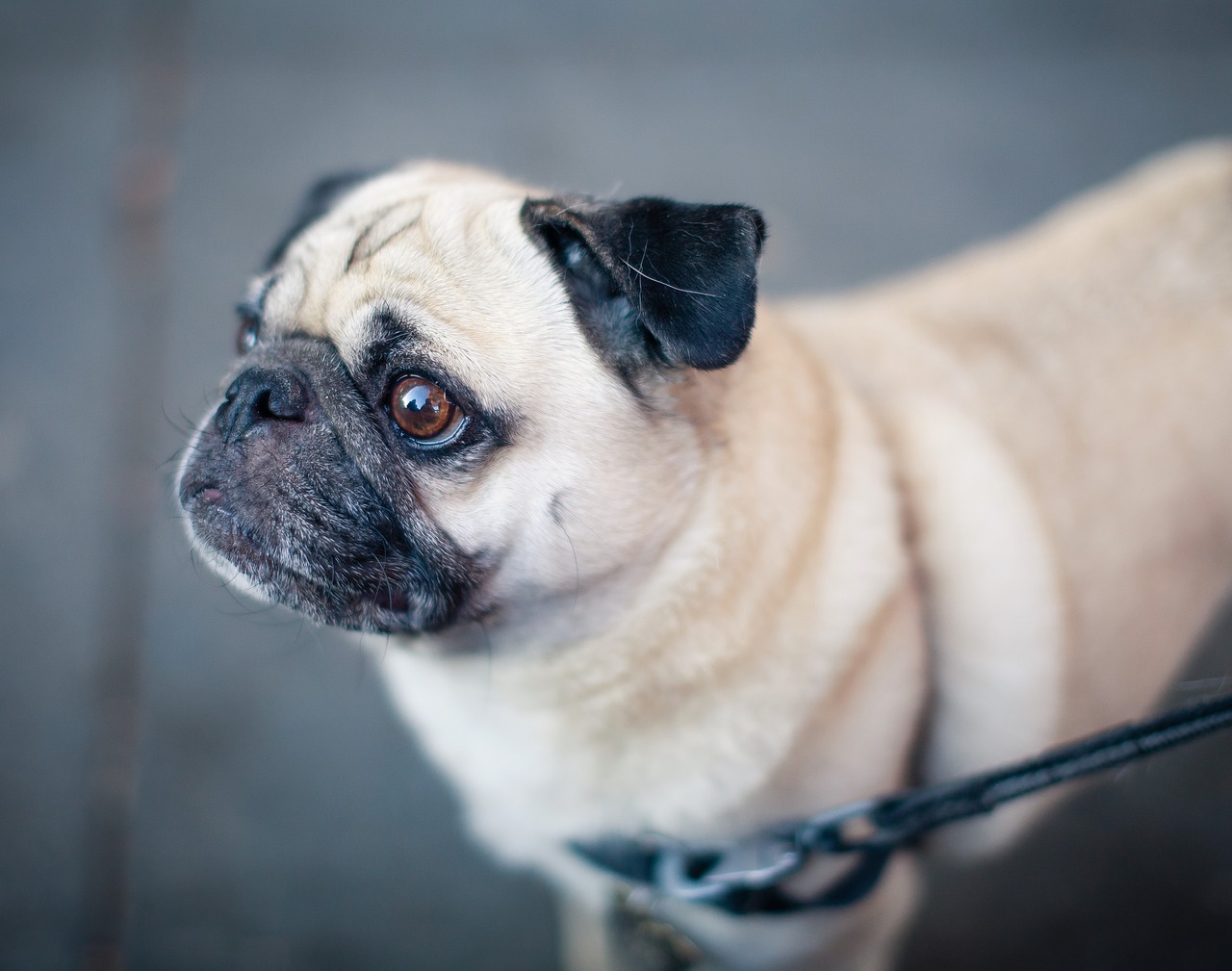 cucciolo di Carlino