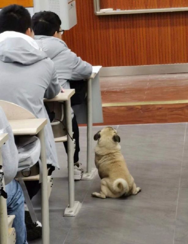 Cane seduto accanto agli studenti