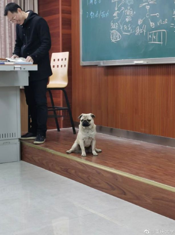 Il cane segue la lezione con il professore