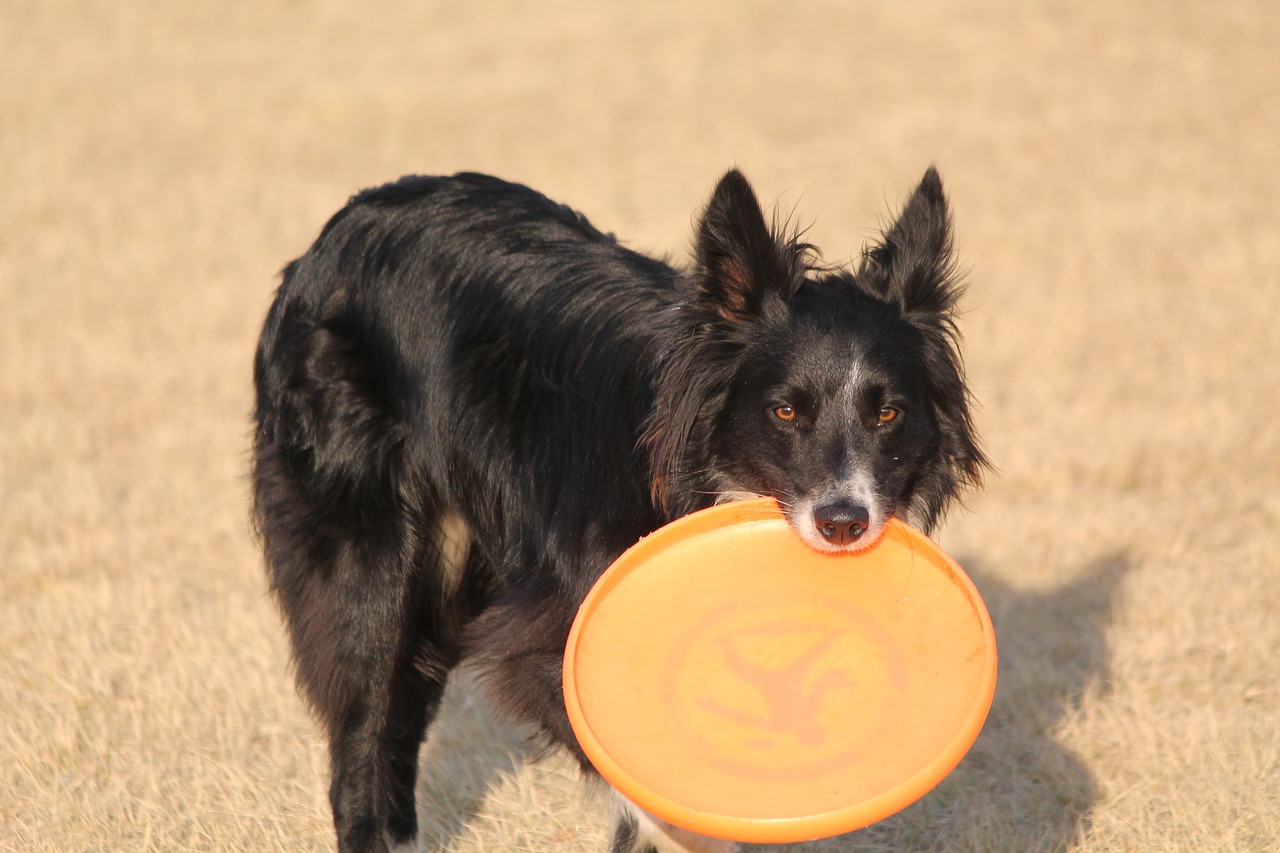 Cucciolo si diverte al parco giochi