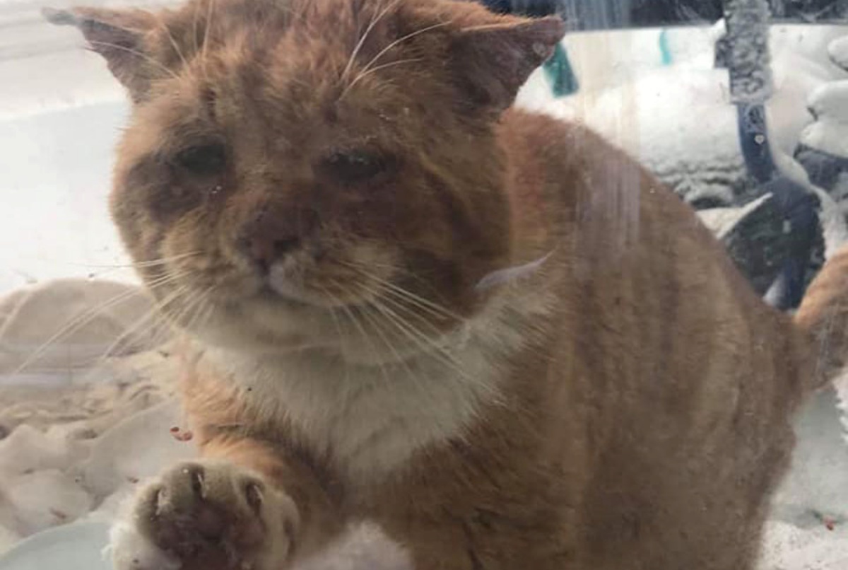 La storia di Aslan, il gatto che bussa alla porta in cerca di aiuto