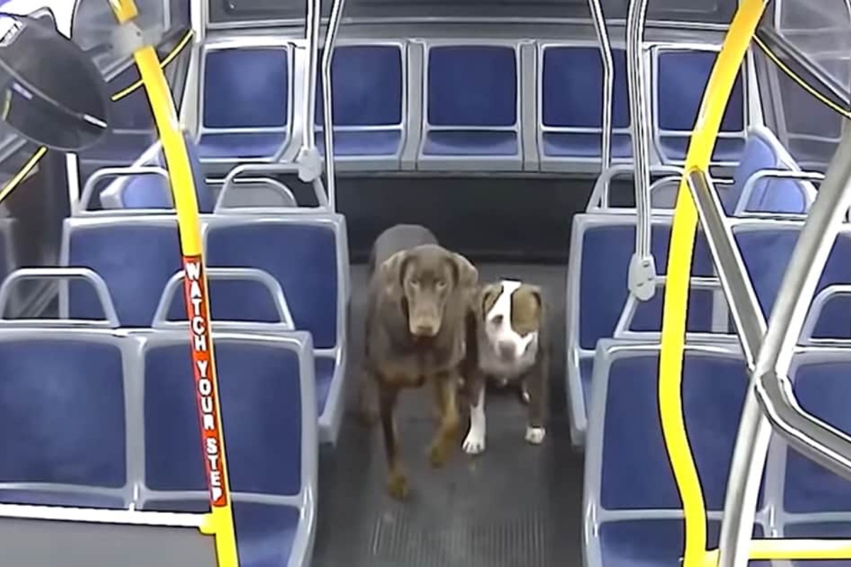 autista due cani