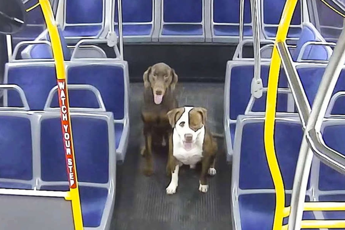 L’autista dell’autobus trova due cani in strada di notte e poco dopo scopre cosa avevano fatto