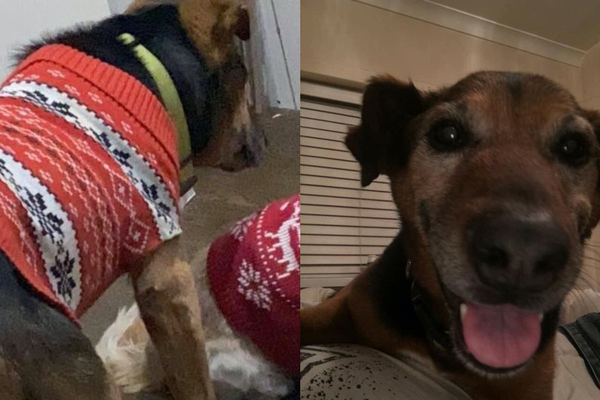 Dopo la riunione con il loro cane anziano, la famiglia scopre che non può fare più nulla per salvarlo