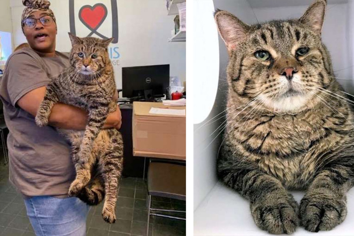 I volontari cercano una casa per BeeJay, il gatto famoso sul web