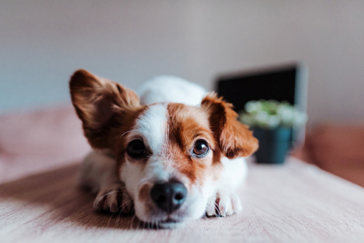 Come cambia la tua vita dopo che hai salvato un cane 