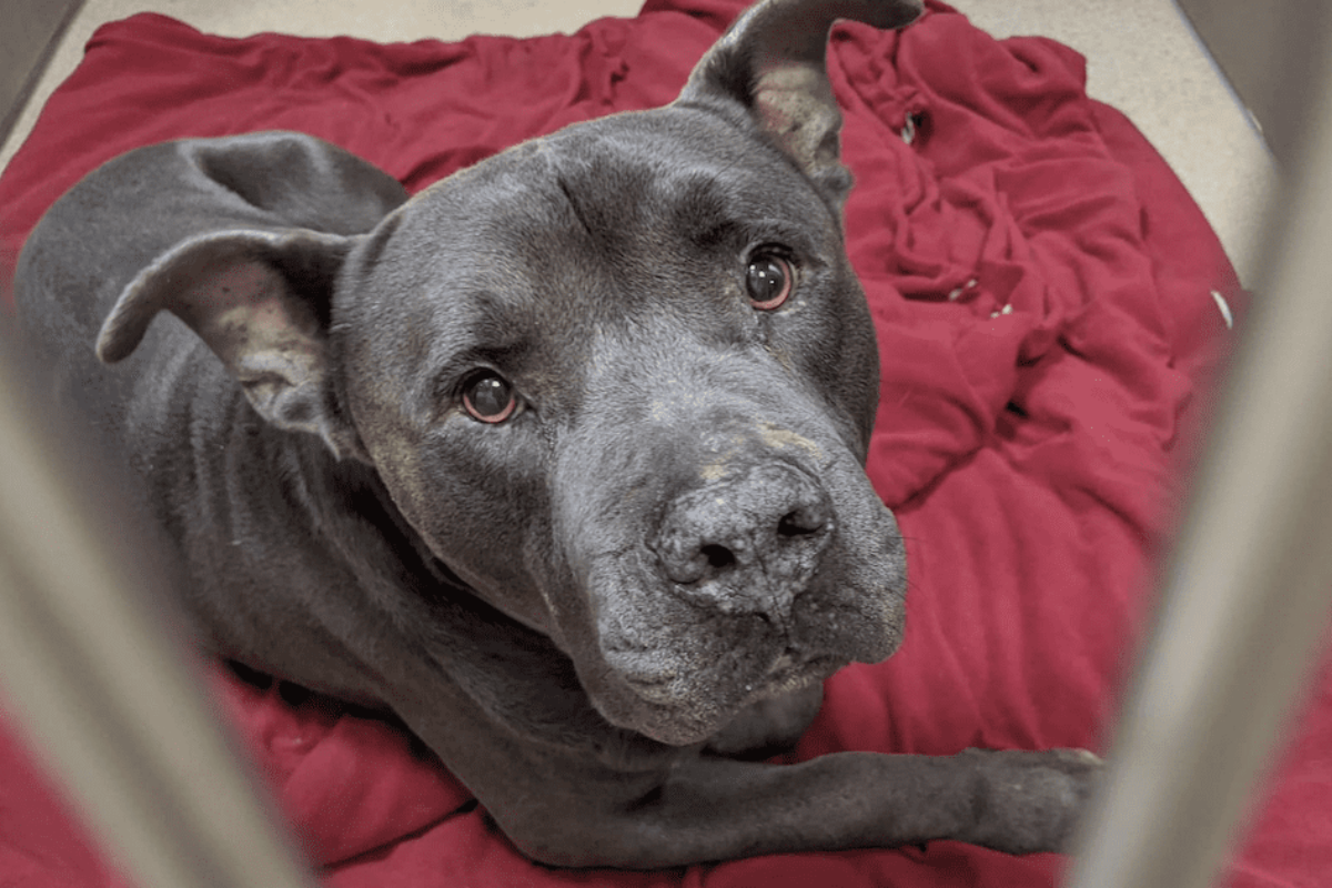 Big Head, il pit bull che cerca una casa da molto tempo: la storia