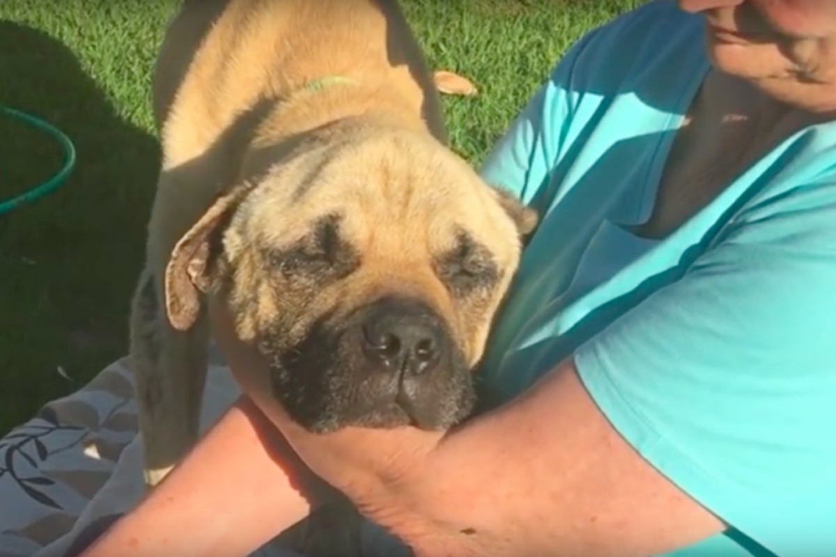 La storia del cane che dopo anni di maltrattamenti, ha trovato una famiglia amorevole