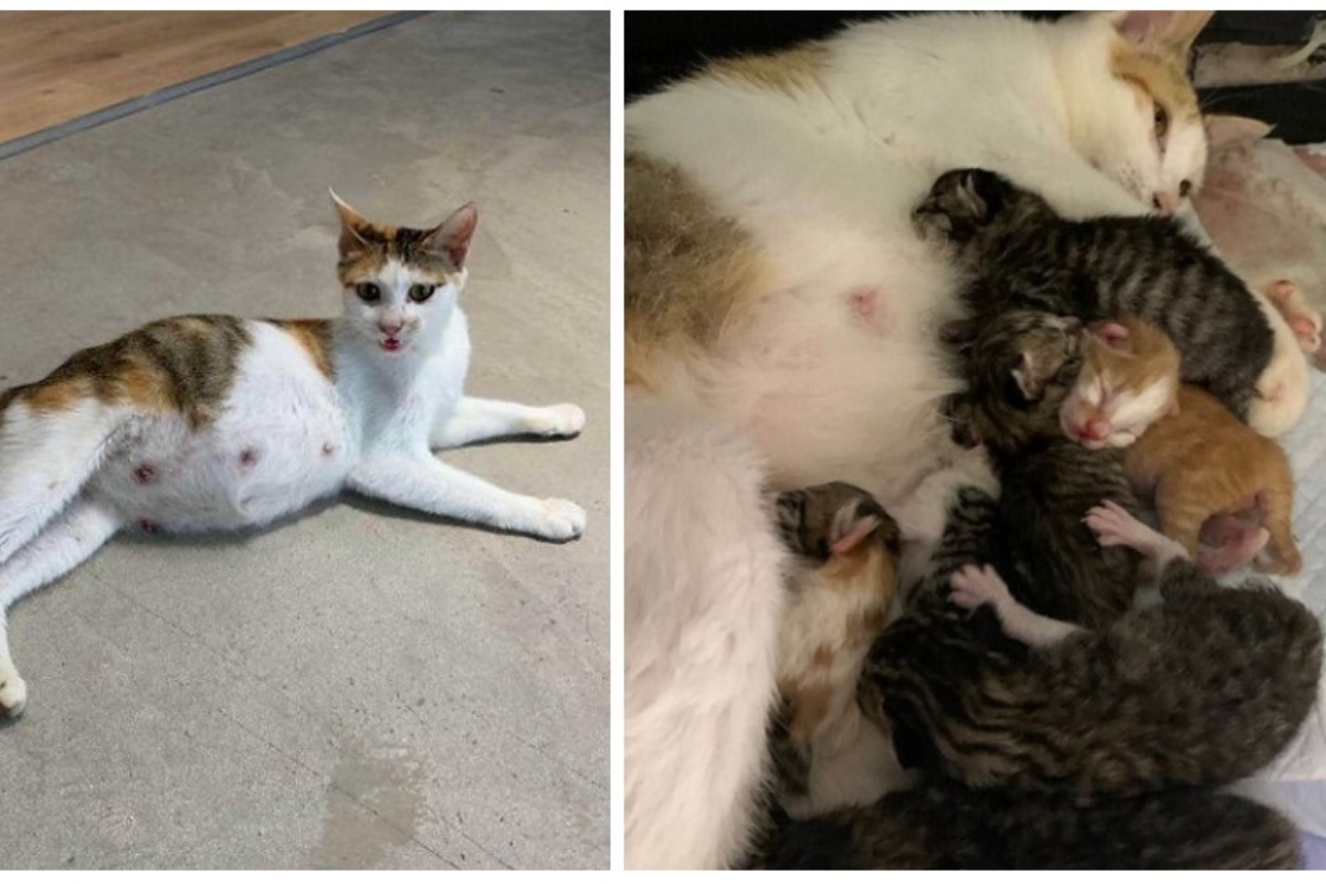 Donna salva la gattina incinta mentre va a lavoro, ma non decide di portarla nella sua abitazione: ecco cosa ha fatto