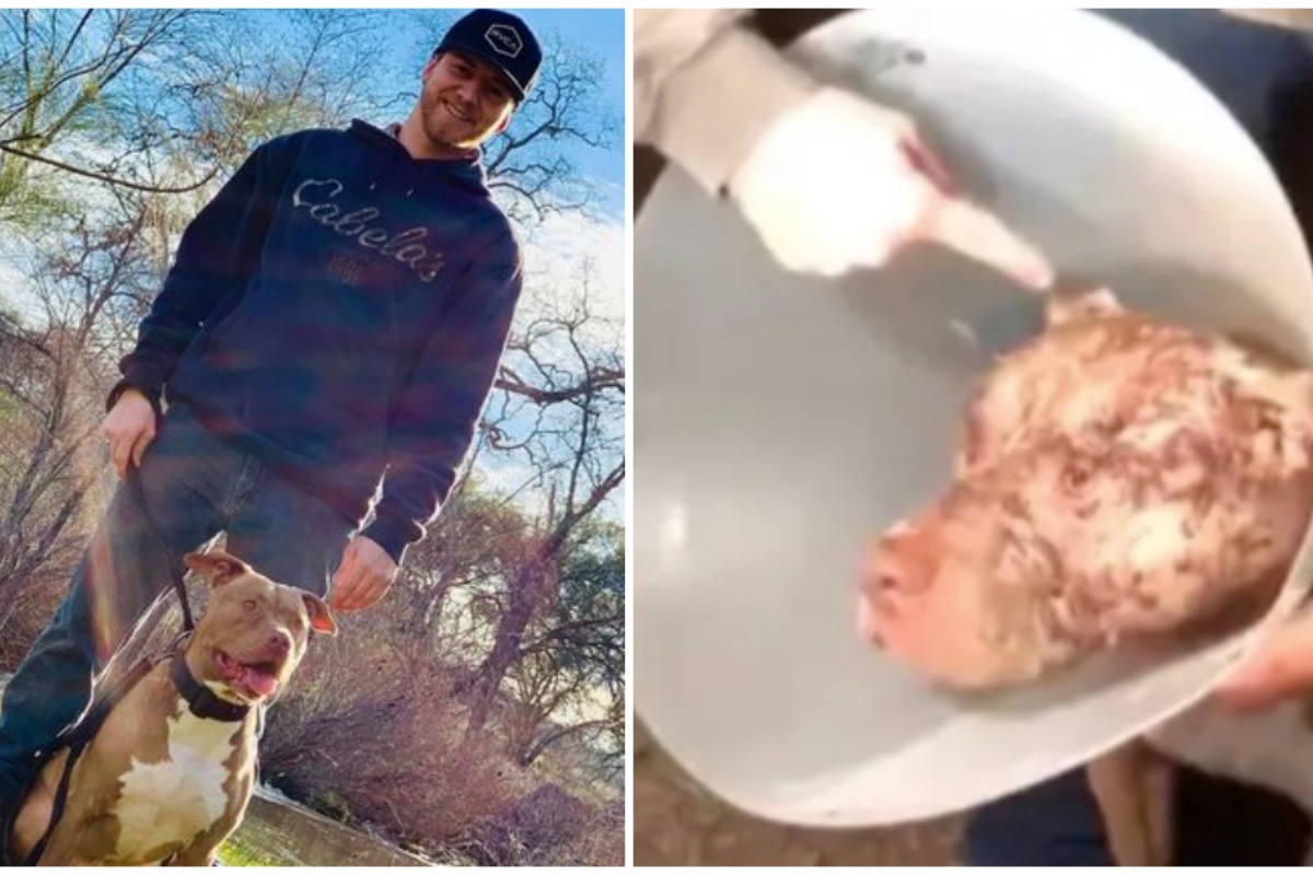 “Il mio cane è stato attaccato, io ho visto che era in pericolo!”