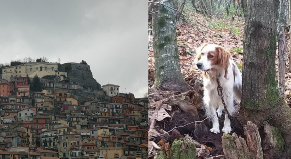 Cane abbandonato in un bosco