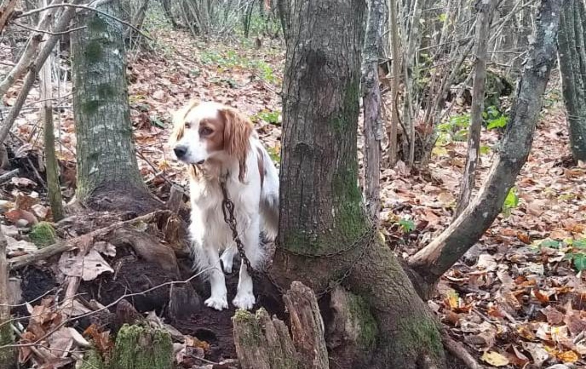 Lazio, cane abbandonato in un bosco legato con una resistente catena