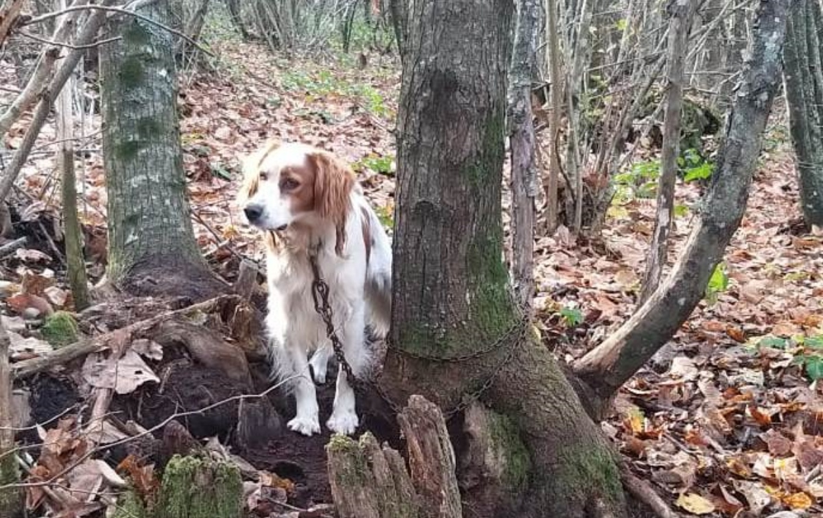 Cane abbandonato in un bosco 