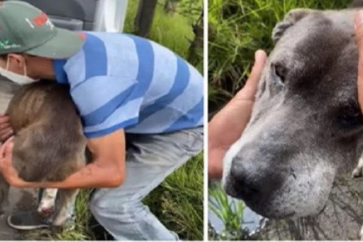 Uomo trova un anziano cane sulla strada, quando si avvicina scopre le sue reali condizioni di salute