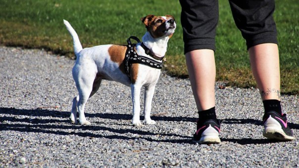 Milano, un cane è morto fulminato 