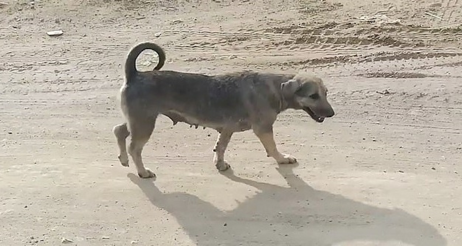 Il cane di strada si alza e se ne va